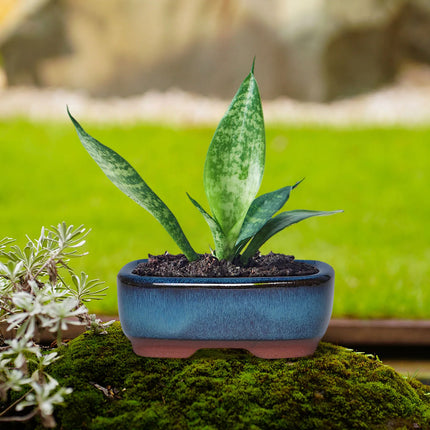 Rectangular Ceramic Succulent Planter Pot