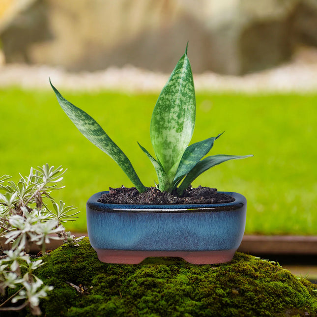 Rectangular Ceramic Succulent Planter Pot